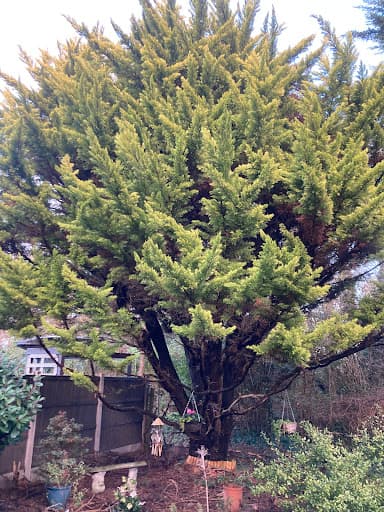 Clayton Brothers Tree Surgery — Customer photo