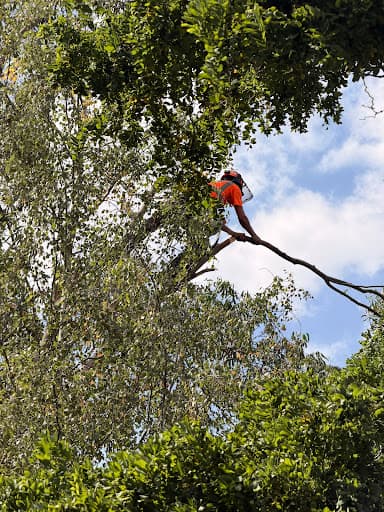 Samuel George Tree Services — Customer photo