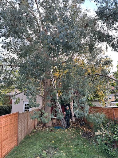 A1 Town & Country Tree Care Ltd — Customer photo
