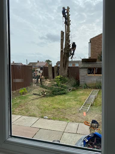 New Leaf Tree Surgery — Customer photo