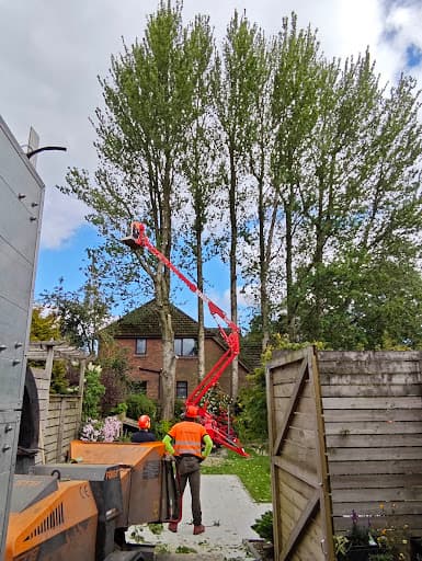 Treescapes NI — Customer photo