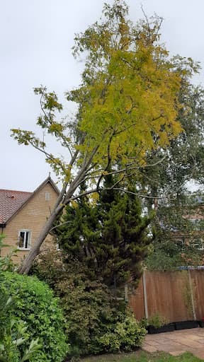 Special Branch Tree Services and Ground Maintenance — Customer photo