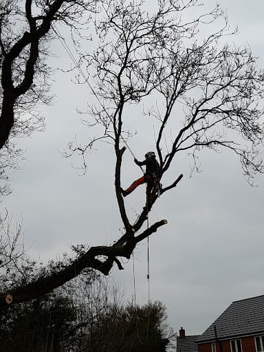 01793 Tree Surgeons LTD — Customer photo