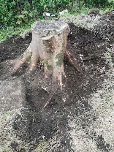 The Arb Team (Arborists and Consultants) — Customer photo