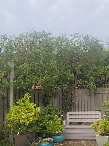 S.M. Tree Services NE — Customer photo