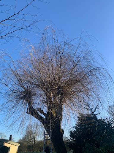Nene Valley Tree Services — Customer photo
