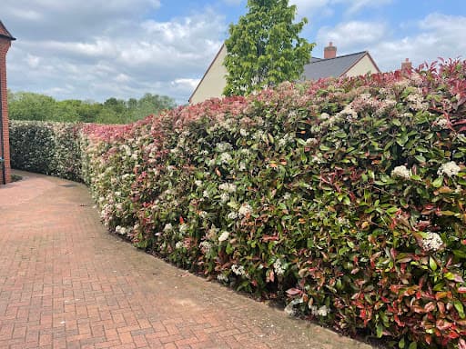 Holmes Tree Services — Customer photo