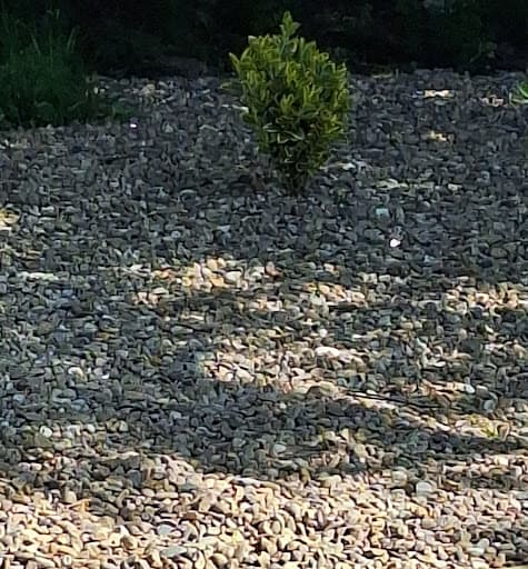 AJ Garden service's Ltd — Customer photo