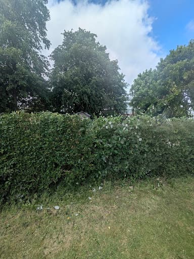 Love Trees and Trimming — Customer photo