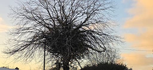 The Tree Surgery Company Ltd — Customer photo