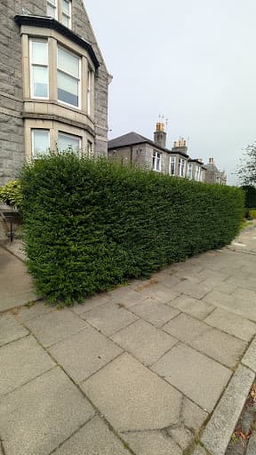 Hedge Stars Aberdeen — Customer photo