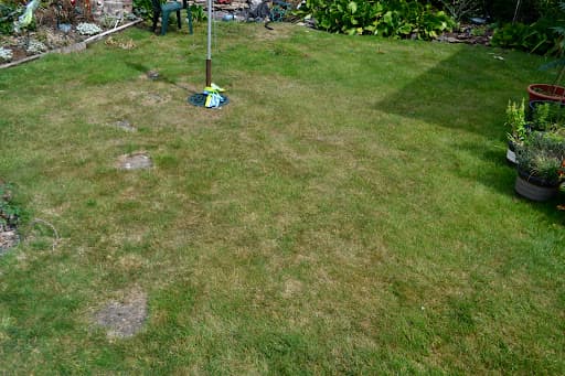 Lawn & Weed Expert - Lawn Care Services — Customer photo