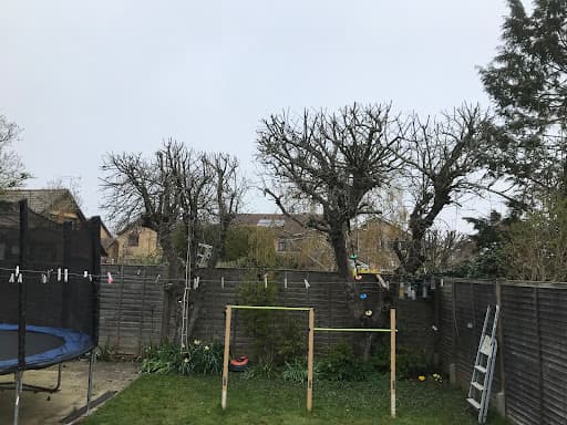 SW Tree Care — Customer photo